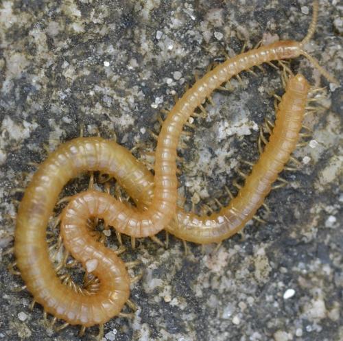 Réf. 211 820 : Stigmatogaster subterranea